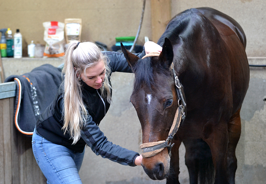 Paardenmassage