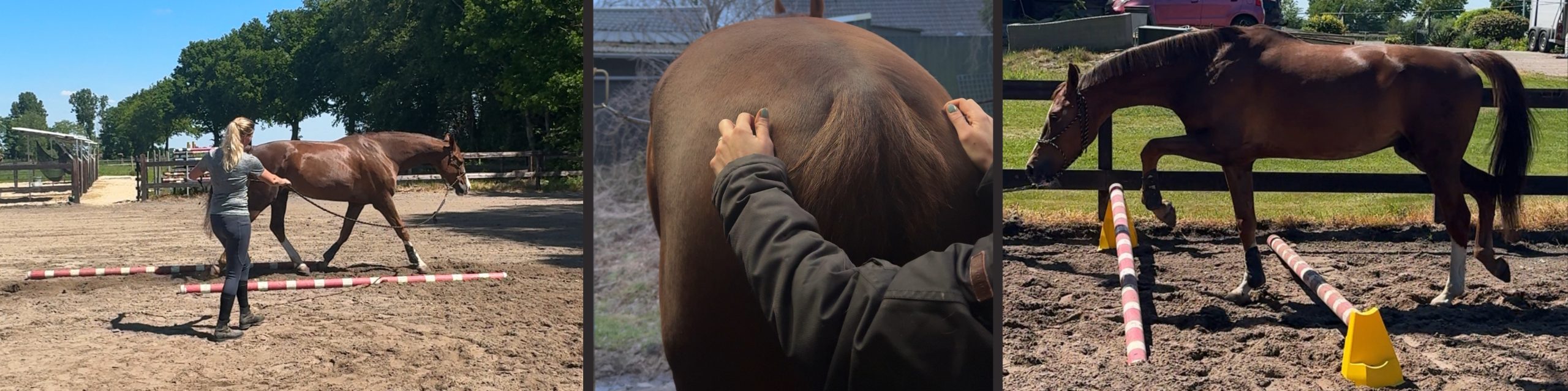 Revalidatie paard Revalidatie paard